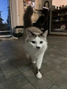 For iPhone 16 15 Pro Max 14 13 12 11 XR X Phone Case Heavy Duty Shockproof Cover - Picture 1 of 1