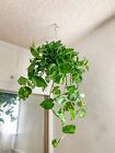 GIANT Variegated Golden Hanging Live Plant ,in 6inch Pot