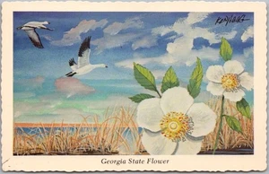 Postal de colección GEORGIA STATE FLOWER firmada por artista KEN HAAG - fecha 1974 - sin usar - Imagen 1 de 2