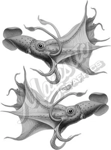 SQUID - 400mm x 320mm X 2 - BOAT DECALS - Picture 1 of 1