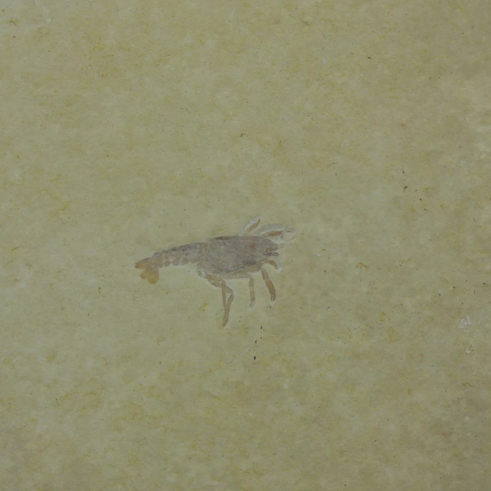 Fósil Jurásico Langosta Glifaea Crustáceo Solnhofen Baviera Alemania + soporte - Imagen 1 de 4