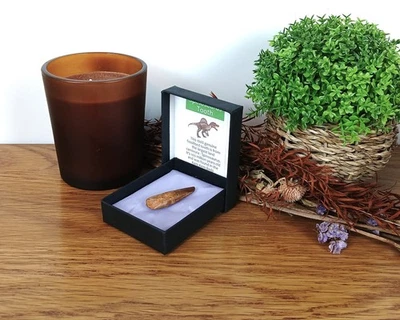 100% Genuine Spinosaurus Tooth Fossil 35-40mm Morocco in Presentation Box - Image 1 of 4