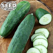 Straight Eight Cucumber Seeds - 50 Seeds-Same Day Shipping