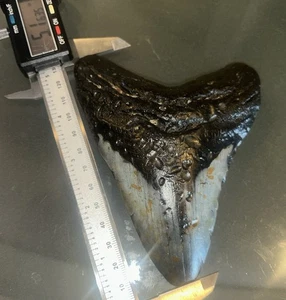 MEGALODON Fossil Giant Shark Teeth All Natural Large 5.1 Dinosaur Tooth OBO - Picture 1 of 3