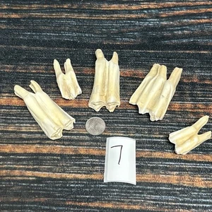 5 Real BISON Teeth buffalo MOUNTAIN MAN CRAFT JEWELRY EARRING GOTHIC Skull Odd - Picture 1 of 10