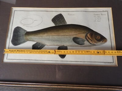 c1790 MARCUS ELIESER BLOCH DER SCHLEY Schlei Kupferstich J.G. SCHMIDT+KRÜGER jun - Bild 1 von 4