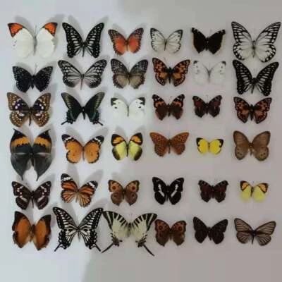 20pcs（Butterfly species with no duplicates）​natural Real Butterflies Specimen - Image 1 of 4