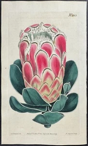 Curtis - Espléndida Protea. Revista botánica 1183 - 1803 - Imagen 1 de 1