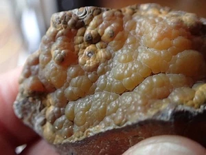 Botryoidales Fossil Koralle Geode Fragment GA Achat Präparat Sammlung Edelstein WC24 - Bild 1 von 7