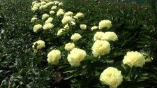 Yellow Peony Sunny Boy  bare root -Exclusive rare- 2-4 eyes