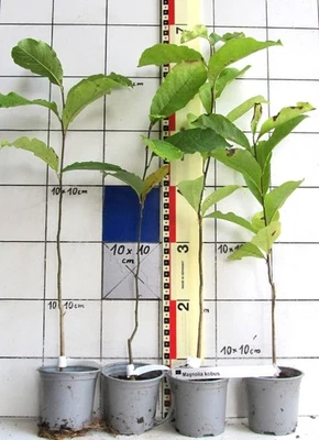 Magnolia kobus , japanische Kobushi-Magnolie,  Baumform - Bild 1 von 3