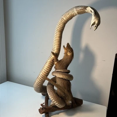 King Cobra & Mongoose Fighting Taxidermy Standing 21” Montado Serpiente de Caza LEER Foto 1 de 4