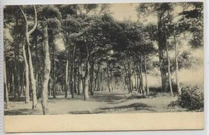 (w7r18) Walk in North Fields, ALDEBURGH, Suffolk c1910 - Picture 1 of 1