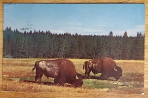 Bison Buffalo Bulls Yellowstone National Park Wyoming WY Postcard 1970 - Picture 1 of 1