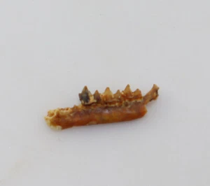 Insektenfresser, Tertiär, Miozän, Titting b. Eichstätt, D -k815 - Bild 1 von 5