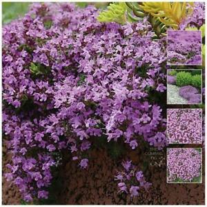 Creeping Thyme MAUVE AVALANCHE x500 Seeds. Mauve flowering groundcover
