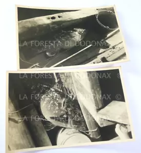 OLD PHOTO PHOTOGRAPH VINTAGE FISHING FISH GROUPER SUB SOUTHERN ITALY SEA FISHERMAN - Picture 1 of 2