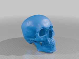MagiDeal Lifesize Human Skull Resin Replica - Picture 1 of 1