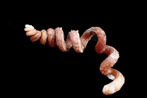 Tatskieshell - Siliquaria anguina - 105mm. - Imagen 1 de 2