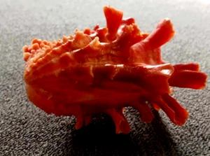 Cardita Crassicosta 49 mm GEM long spines intense red-orange color PATTERN , - Picture 1 of 10