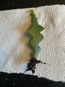 Fishbone Cactus 'Epiphyllum anguliger' – House Plant Rooted Cutting - Picture 1 of 3