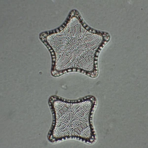 Vintage Microscope Slide. Triceratium Pentacrinus Diatom - Picture 1 of 2