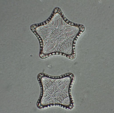 Vintage Microscope Slide. Triceratium Pentacrinus Diatom - Image 1 of 2