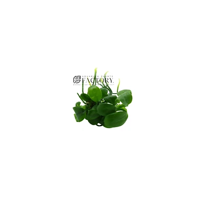Anubias Barteri [Mini Size] | Aquarium Plants Factory®