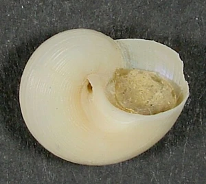 CALLIOSTOMA IRIS 15,68mm SUPER AUSWAHL SELTENES EXEMPLAR Mar del Plata, Buenos Aires - Bild 1 von 2
