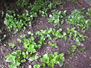 20 Kirschlorbeer Caucasica winterhart Prunus Hecke um 20 cm hoch Konvolut - Bild 1 von 4