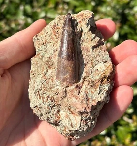 Dekkar Formation Spinosaurus Dinosaur Tooth Fossil in Matrix Morocco RARE - Picture 1 of 9