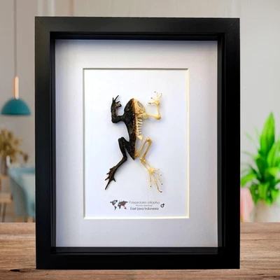 Framed Half Skeleton Frog Taxidermy: Bornean Eared Frog (8x10) - Image 1 of 4