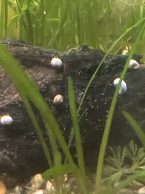 30+ Rojo, Leopardo/Mezcla Caracoles Ramshorn Agua Dulce Acuario Estanque Caracoles Alimentador Alimento Foto 1 de 2