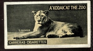 Tobacco Card, Carreras, KODAK AT THE ZOO, A Series, 1924, Lioness, #16