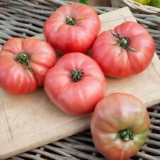 15 graines de tomate rose de Berne -méthode BIO / 15 seeds of Berner pink tomato