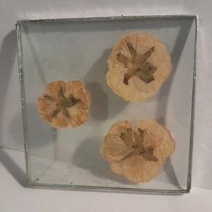 Vintage Pressed Flowers Glass Coaster Decor - Picture 1 of 2