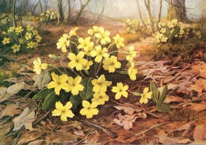 PRIMROSES DE LA SOCIEDAD MEDICINAL M. FORESTIER Primroses - Imagen 1 de 2