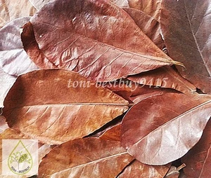 Size 5-6" x 50 pcs Catappa Leaf Indian Almond Leaves Ketapang Betta Cherry Shrim - Picture 1 of 7
