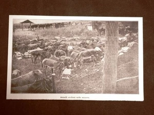 WW1 Prima guerra mondiale 1914-1918 Asinelli della Sicilia nelle retrovie - Picture 1 of 1