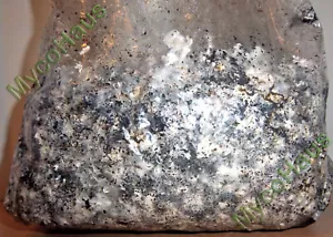 40 Pounds Sterilized Compost Bulk Mushroom Substrate Mycology Grow Kit Spawn Bag - Picture 1 of 3