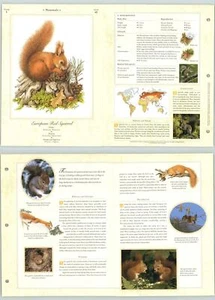 Euro Red Squirrel #43 Mammal - Illustrated Animal Library Fold-out Page & Print - Picture 1 of 2