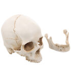  Nauczanie czaszki model człowiek na szkielet realistyczne ornamenty