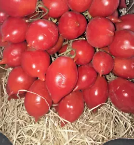 Pomodorino del Piennolo del Vesuvio kg.1,5 - Foto 1 di 6