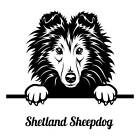 Autoaufkleber / Sticker /  Innen und Außen Kopf shetland Sheepdog Sheltie 01