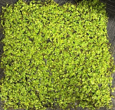 Alfombra cuadrada de hojas verdes artificiales Vickerman de 19,5"" Foto 1 de 4