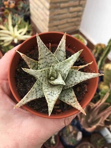 Aloe White Lightning living succulent plant well rooted rare aloe - Imagen 1 de 2