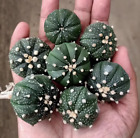 7Pcs 3-4Cm Astrophytum Asterias Cactus Plants Potted Plants Home Garden Bonsai