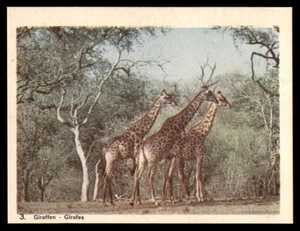 Tarjeta de vida silvestre africana c.1960 holandesa - jirafas no. 3 - Imagen 1 de 2