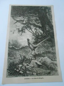 Gravure 1876 - Aviculture Le Faisan de Mongolie - Imagen 1 de 1