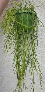 Hoya linearis Pot 14 Cm Around 60cm Long Houseplant - Picture 1 of 3